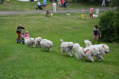 Obrázek galerie psí spřežení