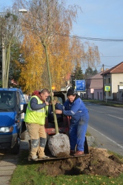 Obrázek galerie Alej v Mělnické