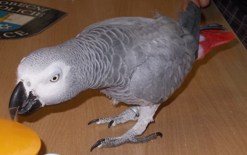 Ilustrační obrázek do seznamu nebo pro pouták